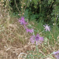 Galactites tomentosus