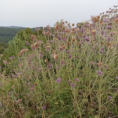 Galactites tomentosus