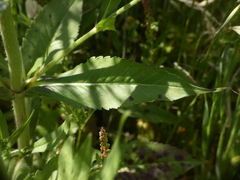 Knautia integrifolia