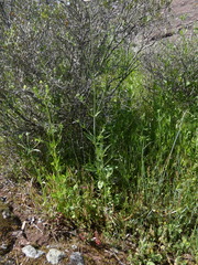 Knautia integrifolia