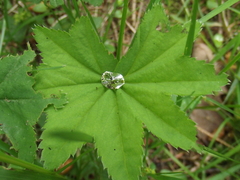 Alchemilla vulgaris
