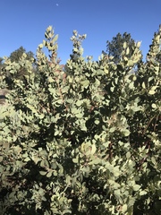 Arctostaphylos glauca