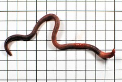 Aporrectodea caliginosa