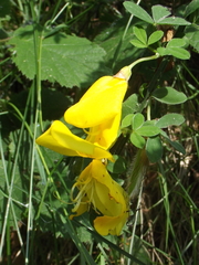 Cytisus scoparius