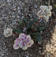 Calyptridium monospermum