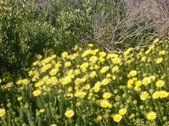 Cullumia carlinoides