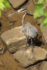 Ardea herodias