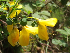 Cytisus scoparius