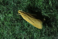 Helcystogramma rufescens