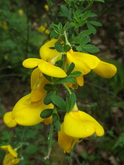 Cytisus scoparius