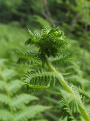 Oreopteris limbosperma