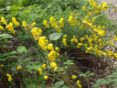 Cytisus scoparius