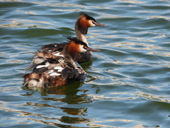 Podiceps cristatus