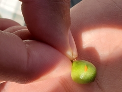 Contarinia virginianiae