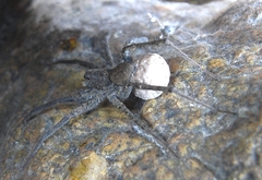 Pardosa pseudoannulata