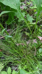 Carex leptalea