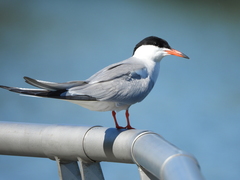 Sterna hirundo