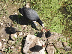 Fulica atra