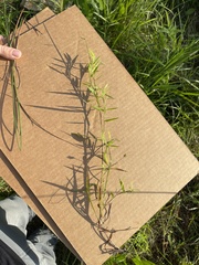 Dichanthelium longiligulatum