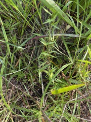 Dichanthelium longiligulatum