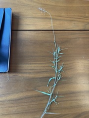 Dichanthelium longiligulatum