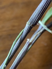 Dichanthelium longiligulatum