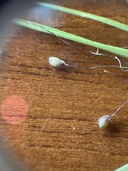 Dichanthelium longiligulatum