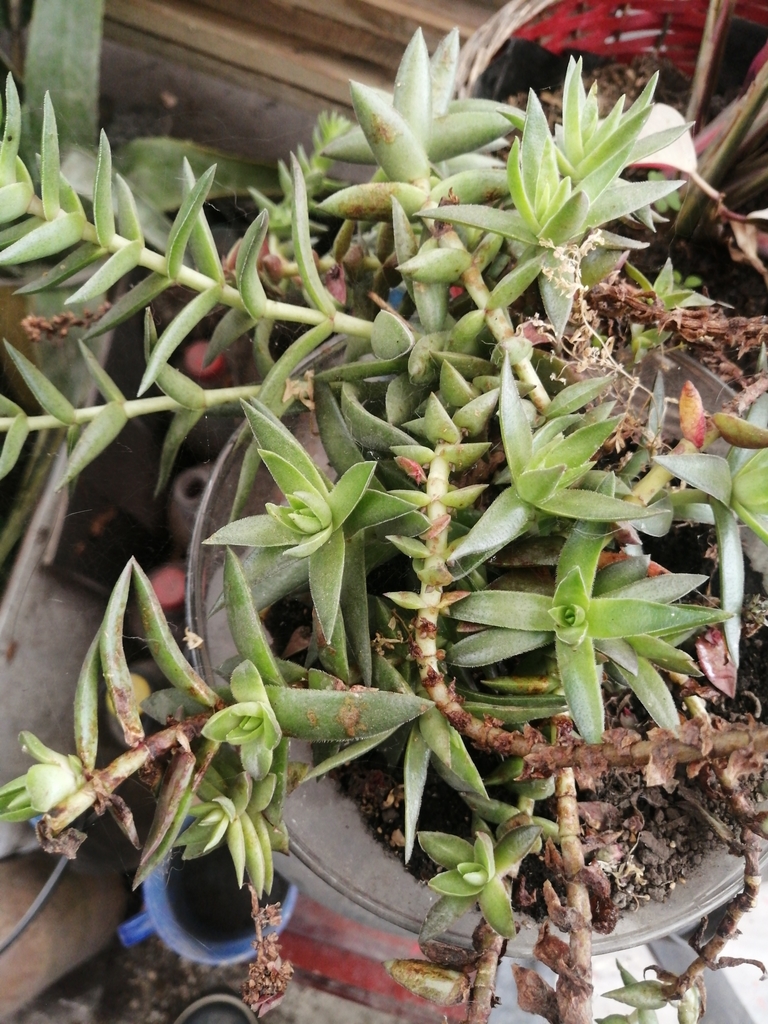 Crassula exilis Harv. 2