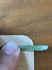 Dichanthelium longiligulatum