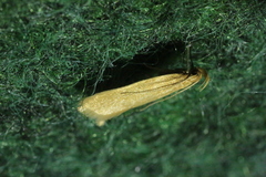 Helcystogramma rufescens