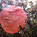 Red Bryozoan - Photo (c) Donna Pomeroy, some rights reserved (CC BY-NC)