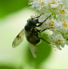 Volucella bombylans