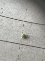 Dichanthelium longiligulatum