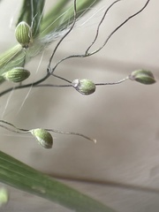 Dichanthelium longiligulatum