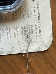 Dichanthelium longiligulatum