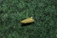 Helcystogramma rufescens