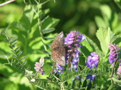 Erynnis icelus image