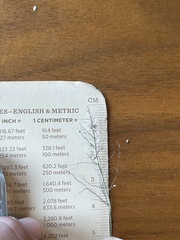 Dichanthelium longiligulatum