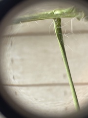 Dichanthelium longiligulatum