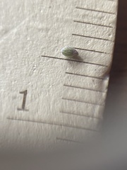 Dichanthelium longiligulatum