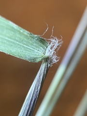 Dichanthelium longiligulatum