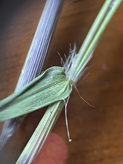 Dichanthelium longiligulatum