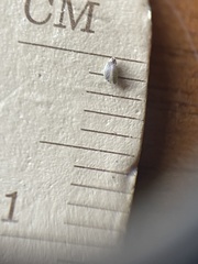 Dichanthelium longiligulatum