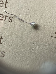 Dichanthelium longiligulatum