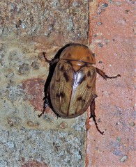 Cyclocephala lunulata