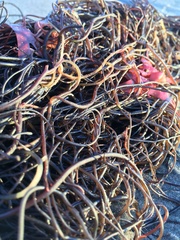 Gracilaria chilensis
