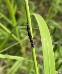 Zelotherses paleana