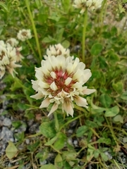 Trifolium repens