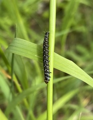 Zelotherses paleana