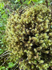 Breutelia chrysocoma